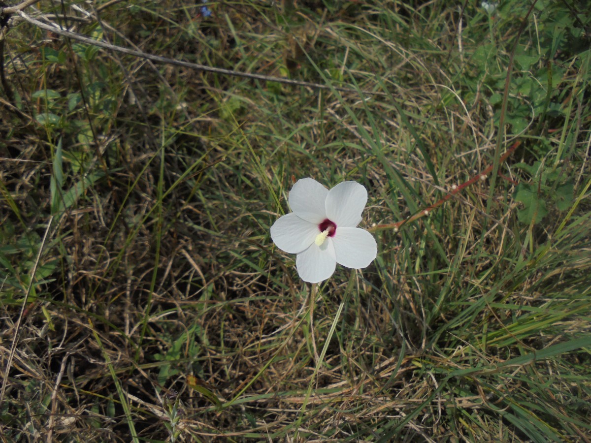 Abelmoschus ficulneus (L.) Wight & Arn.